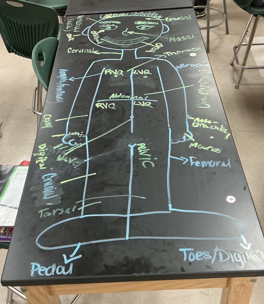 anatomy