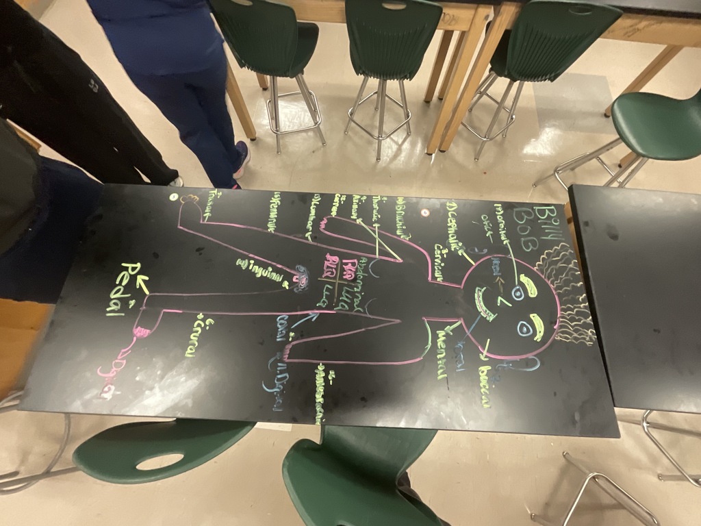 anatomy