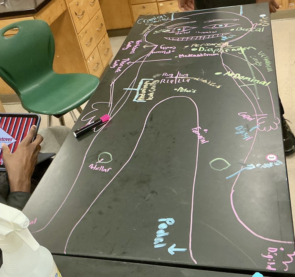 anatomy