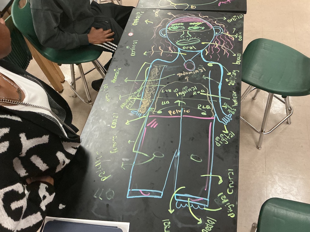anatomy