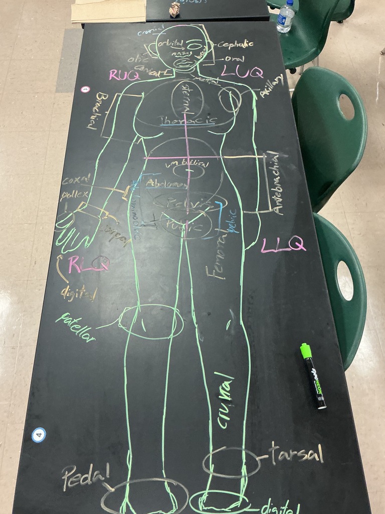 anatomy
