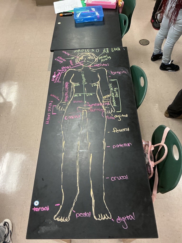 anatomy