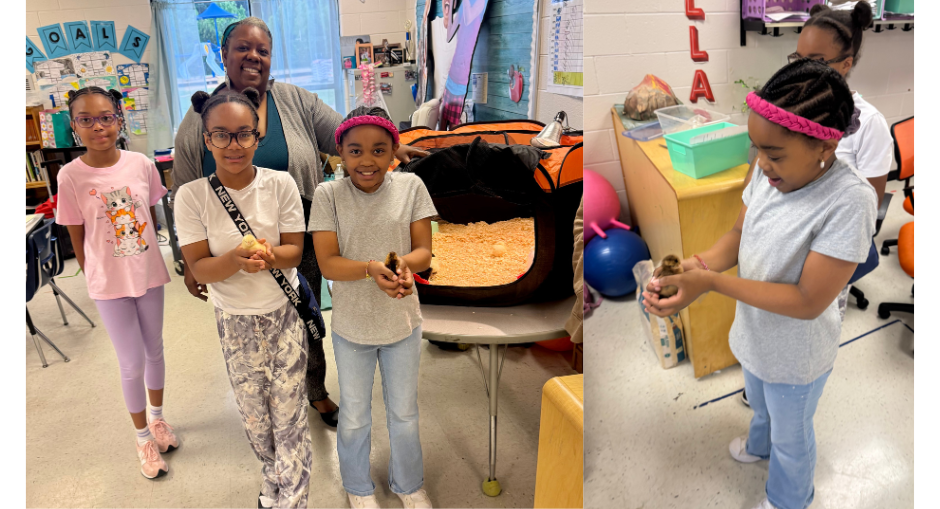 New Manchester Elementary veteran educator Kelli Rowsey and her students with chicks they helped grow.