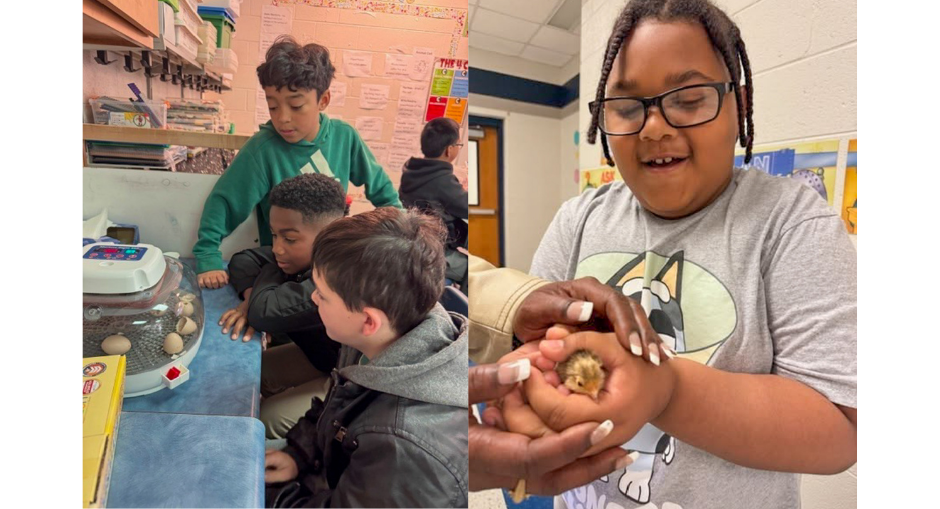 Mason Creek Elementary students interact with eggs and baby chics.