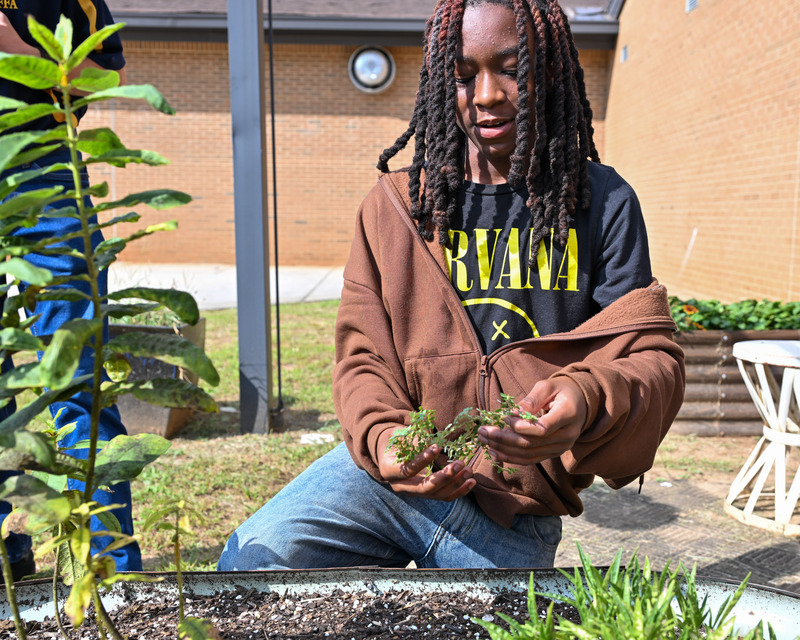 An Alexander student looks at milkweed planted in a school garden.