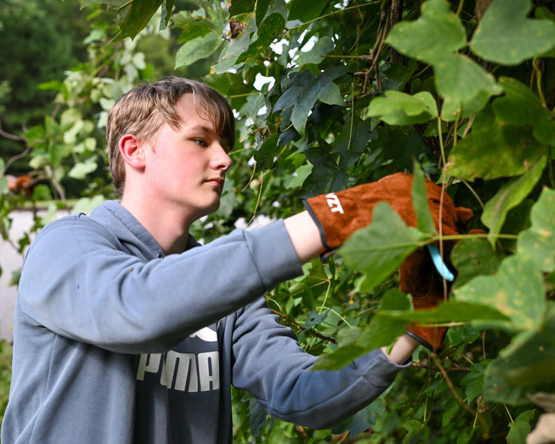 An Alexander student removes kudzu on campus.