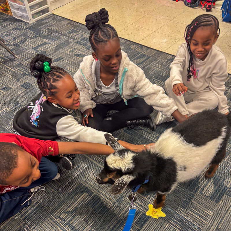 Bright Star students pet goats in the media center.