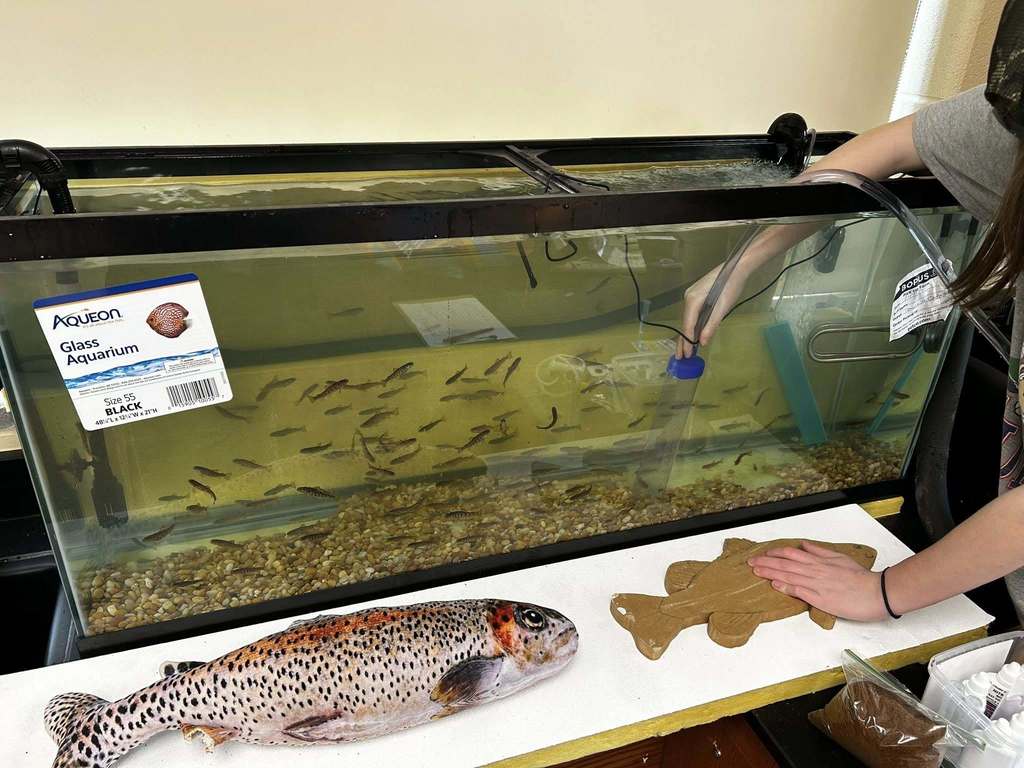 trout in a tank