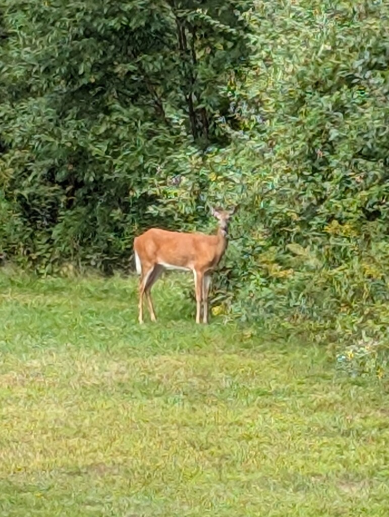 Deer