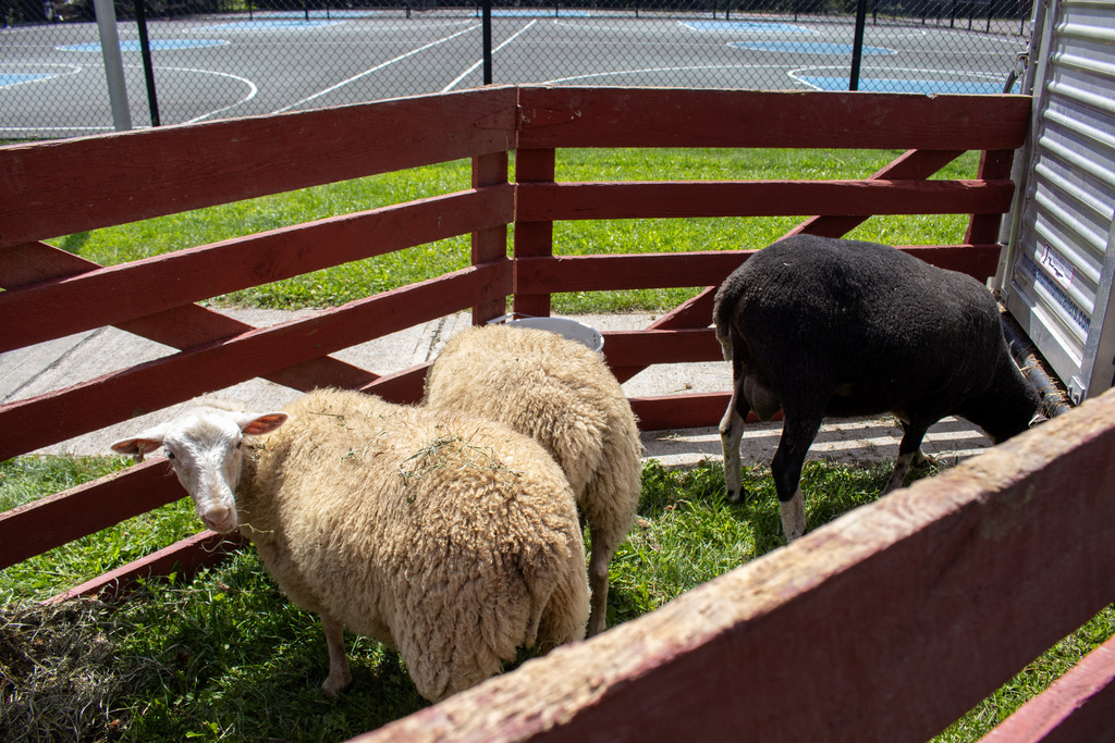 sheep