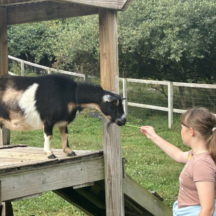 On their field trip to Camp Skyline, 4th graders learned about plants and animals in a structured garden & farm setting: