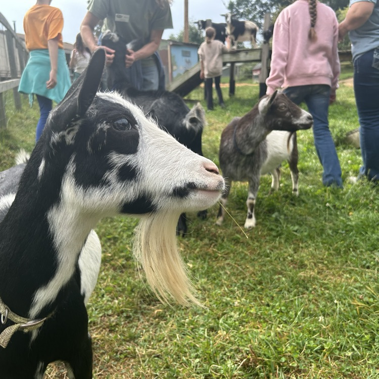 On their field trip to Camp Skyline, 4th graders learned about plants and animals in a structured garden & farm setting:
