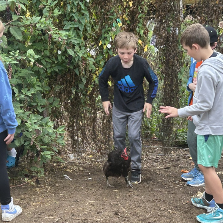 On their field trip to Camp Skyline, 4th graders learned about plants and animals in a structured garden & farm setting: