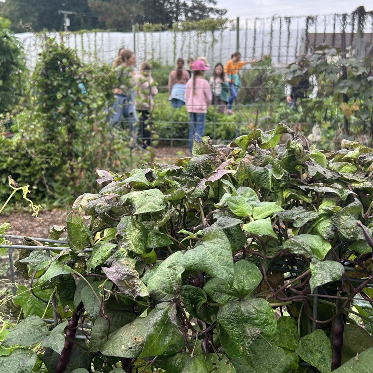 On their field trip to Camp Skyline, 4th graders learned about plants and animals in a structured garden & farm setting: