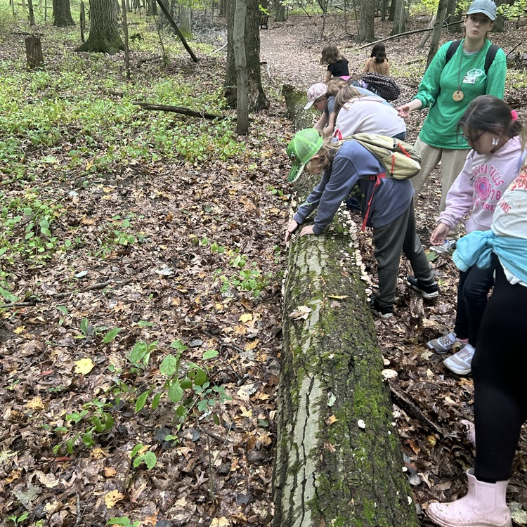 At Camp Skyline today, 4th graders also observed plants and animals in an unstructured setting, hiking through the woods to the highest point in Lapeer County!