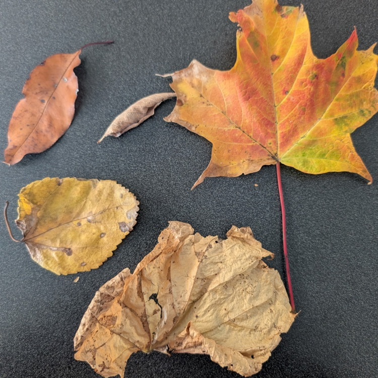 Mrs. Lowe's class is learning about why leaves change color in the fall. They went on a leaf hunt today to look for different kinds of leaves and see the differences. #proudcardinal