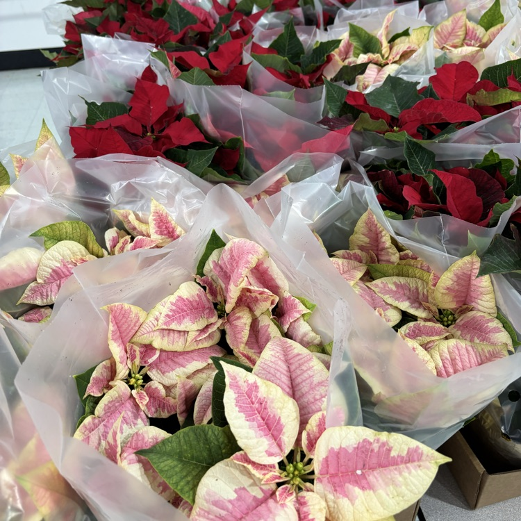 poinsettia 