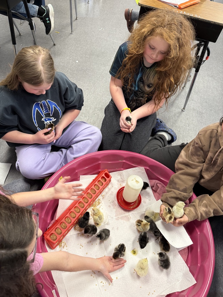 Third grade has been learning about life cycles in science. Mrs. Calvert and Ms. Marsh’s classes hatched baby chicks. To say that the kids had an absolute blast with this is an understatement! A memory they will have forever!🐣