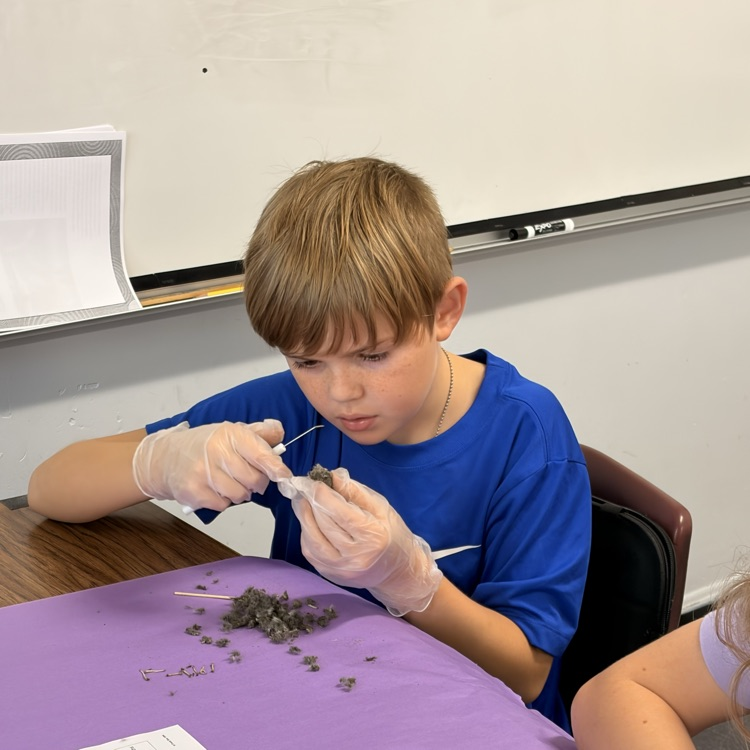 The 5th grade dissected owl pellets today to help them understand the consumers role in an ecosystem.