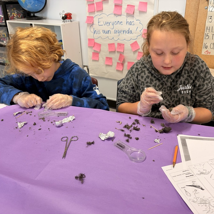 The 5th grade dissected owl pellets today to help them understand the consumers role in an ecosystem.