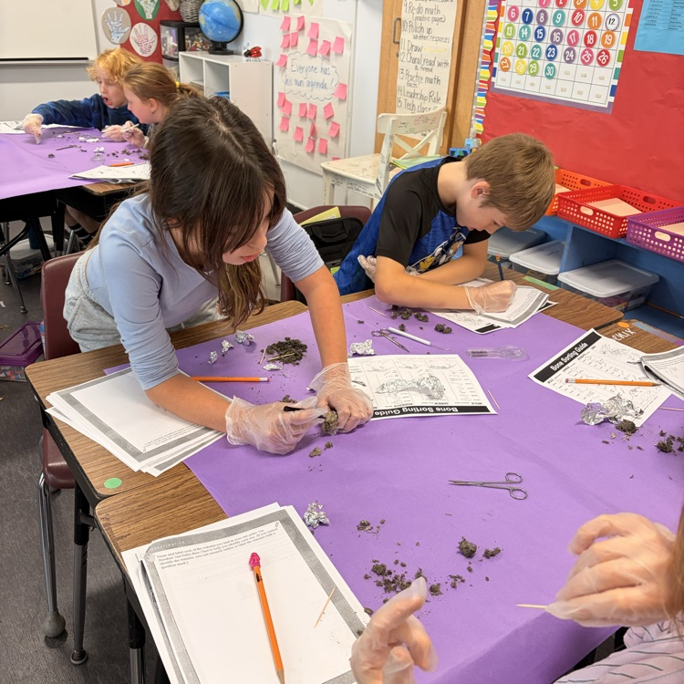 The 5th grade dissected owl pellets today to help them understand the consumers role in an ecosystem.