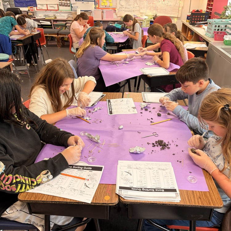 The 5th grade dissected owl pellets today to help them understand the consumers role in an ecosystem.