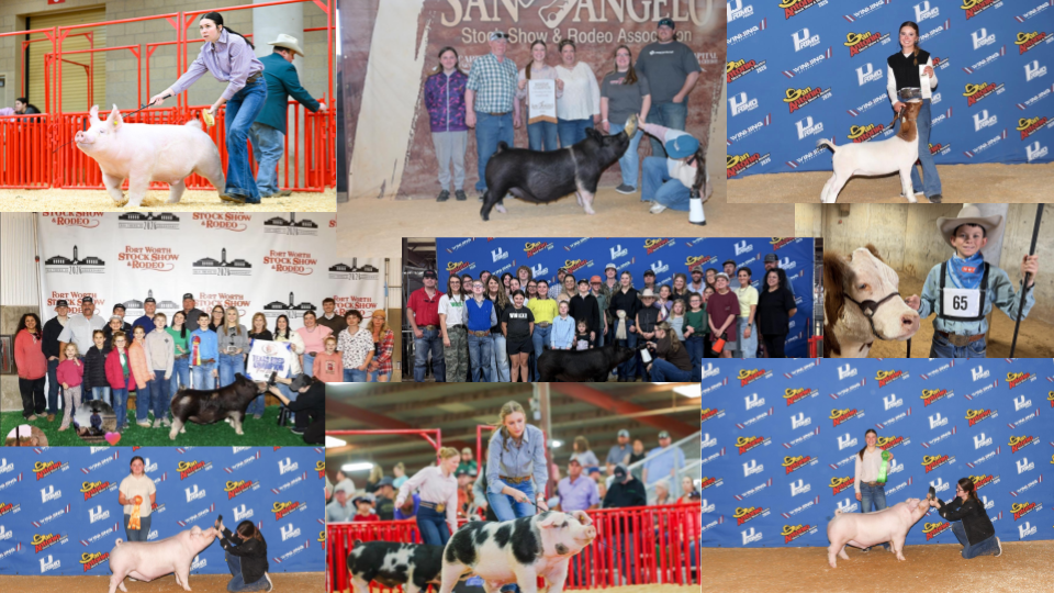 Congratulation to Dumas ISD Ag students for their success at the Fort Wort, San Angelo, and San Antonio stock shows!
