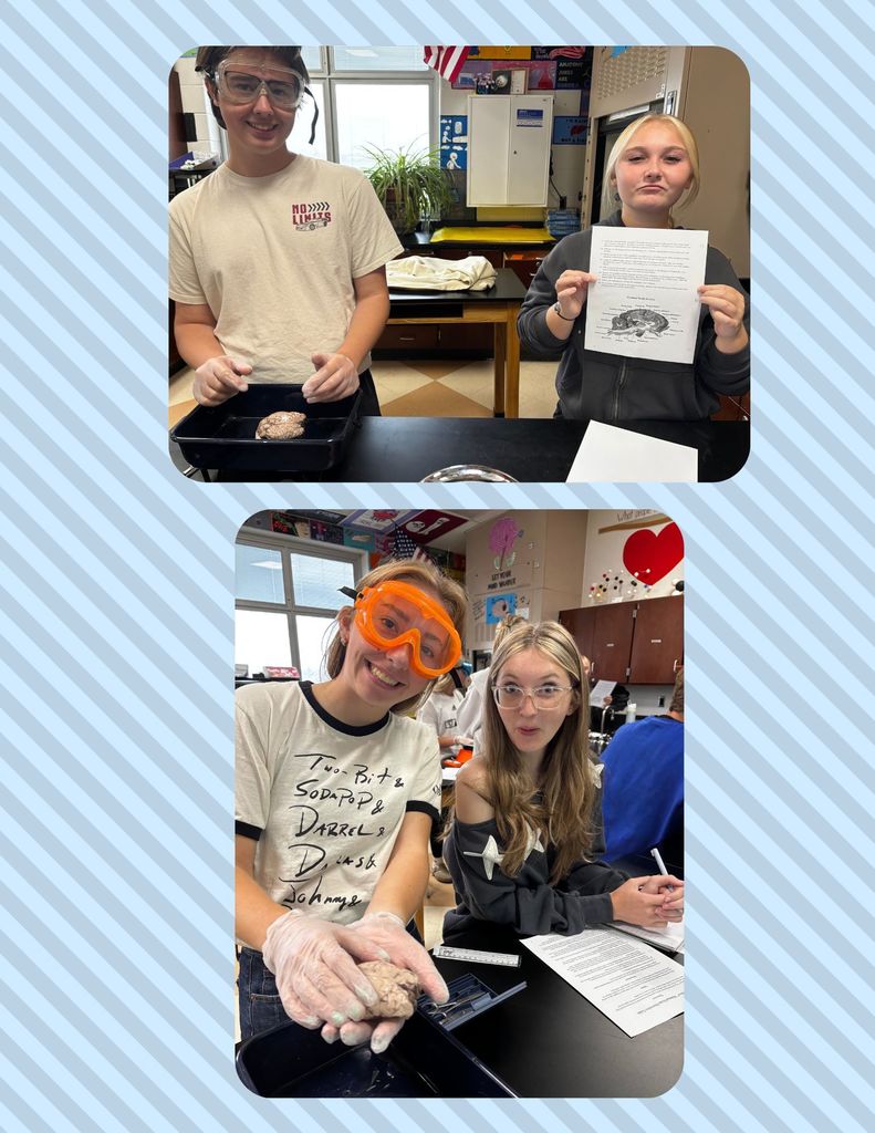 Photo of Anatomy Students doing a dissection