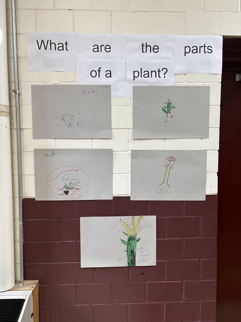 Picture of students' plants that are labeled displayed in the hallway
