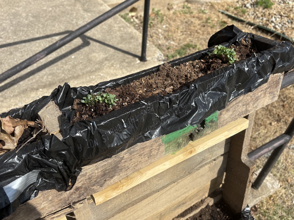 Green Team's sprouts without leaves covering the top.