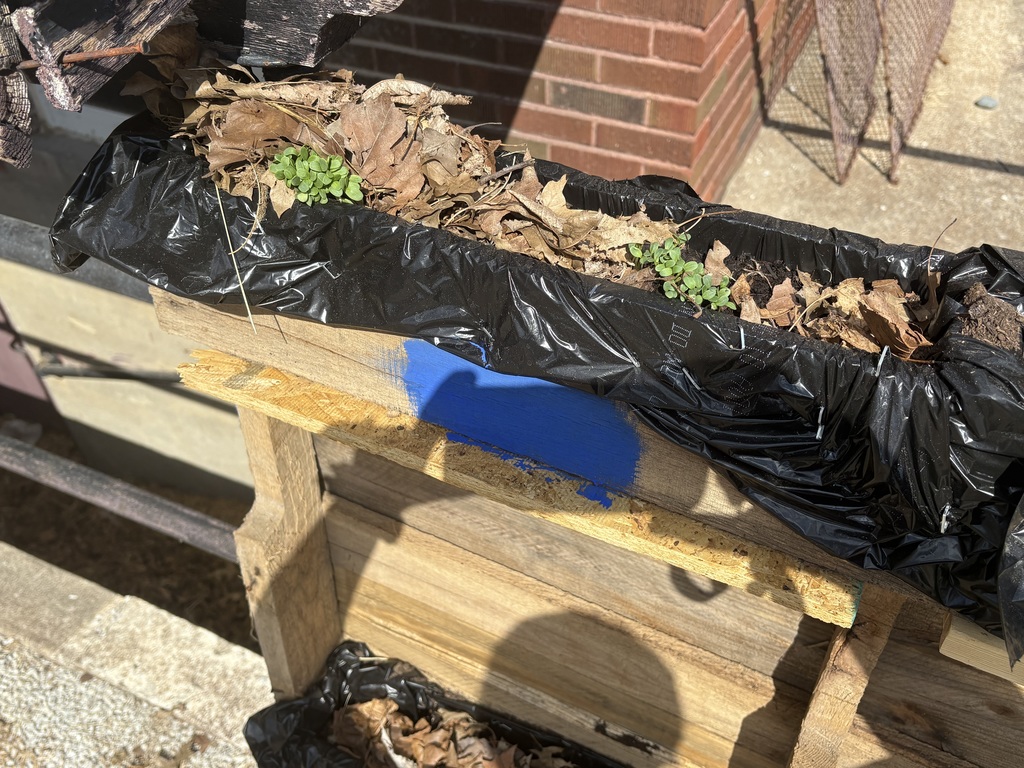 Blue Team's sprouts with leaves covering the top.