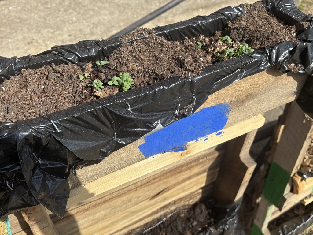 Blue Team's sprouts without leaves covering the top.