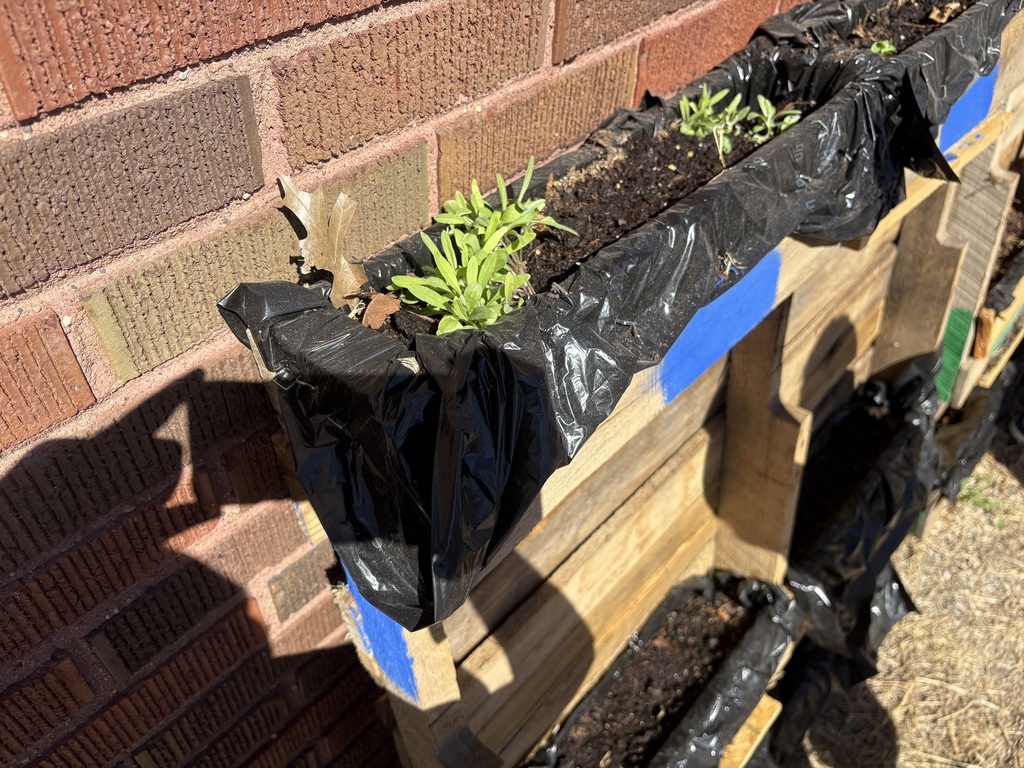Plants growing in blue team's planter