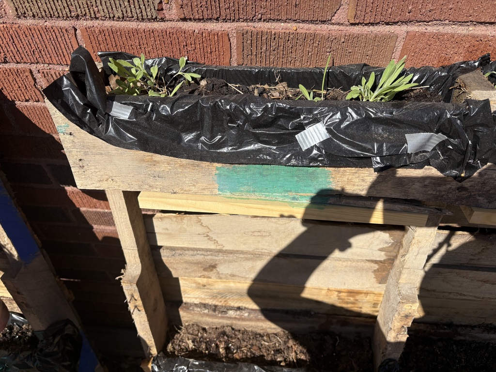 Plants growing in green team's planter