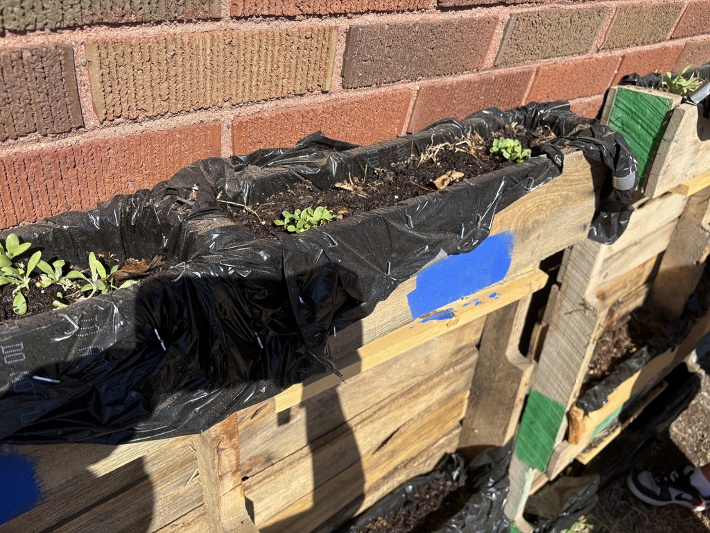 Plants growing in blue team's planter