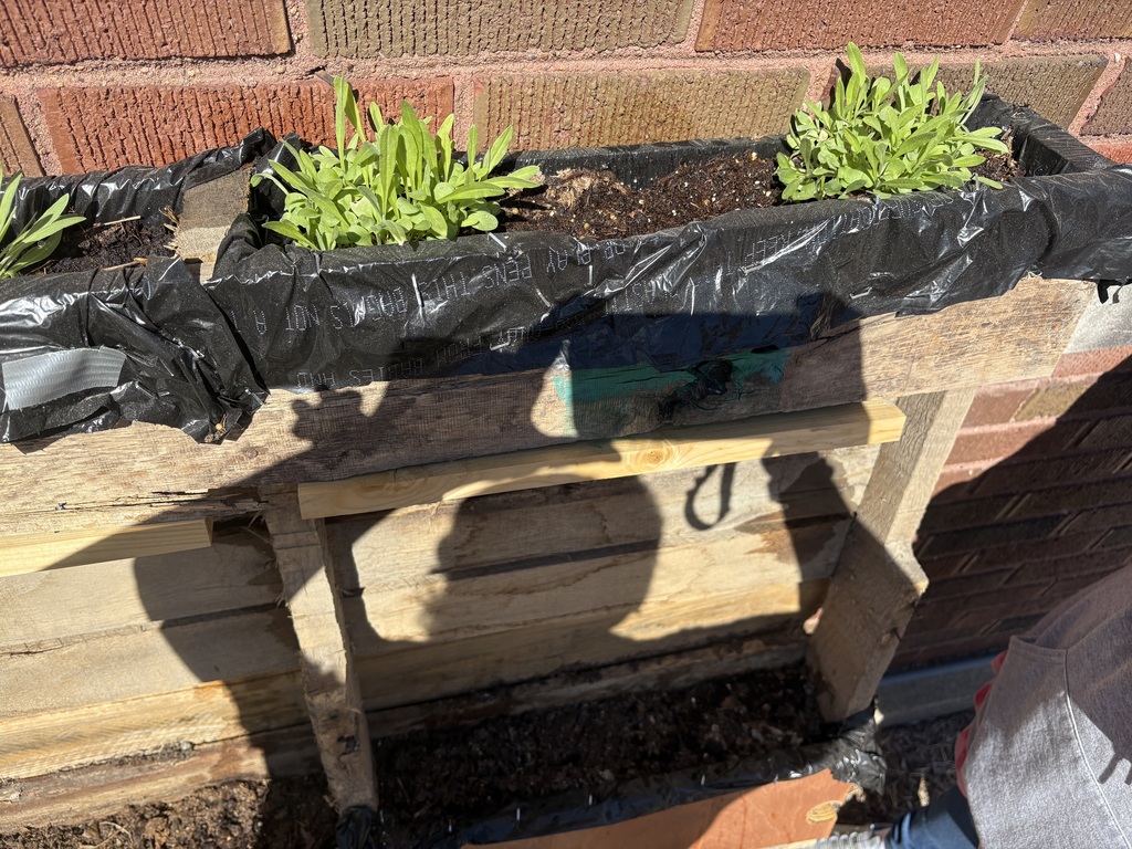 Plants growing in green team's planter