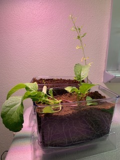 We are using a  root viewer to explore plant parts.