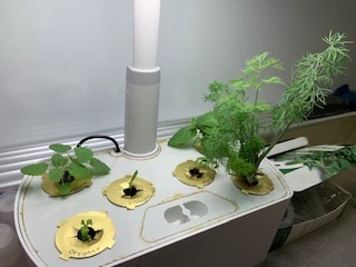 We are using a n aero garden to explore plant parts.