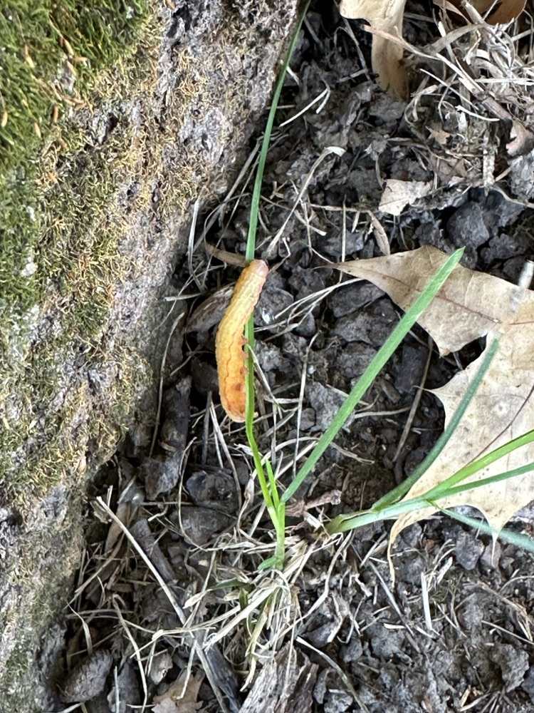 Outdoor Adventure Hunt