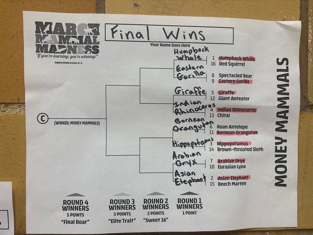 Bracket showing the first round of Money Mammals winners