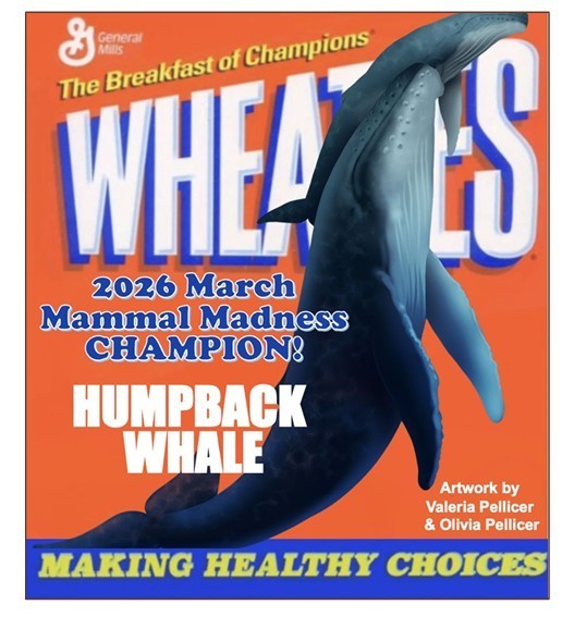 The Humpback Whale on a Wheaties box. 