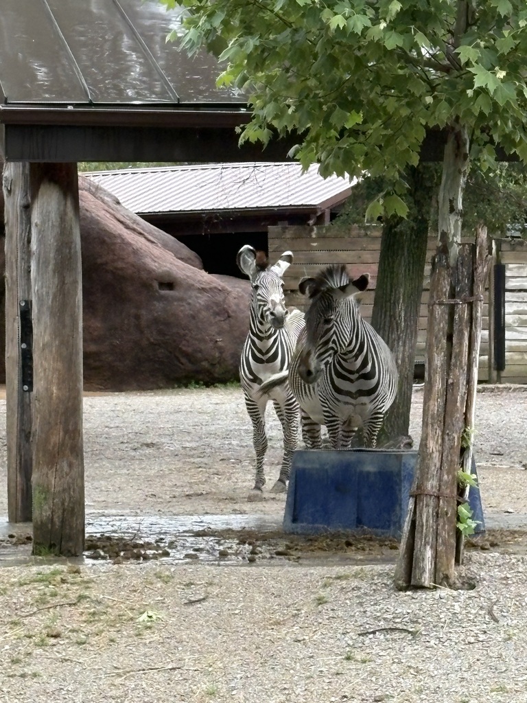 Zebras at the zoo