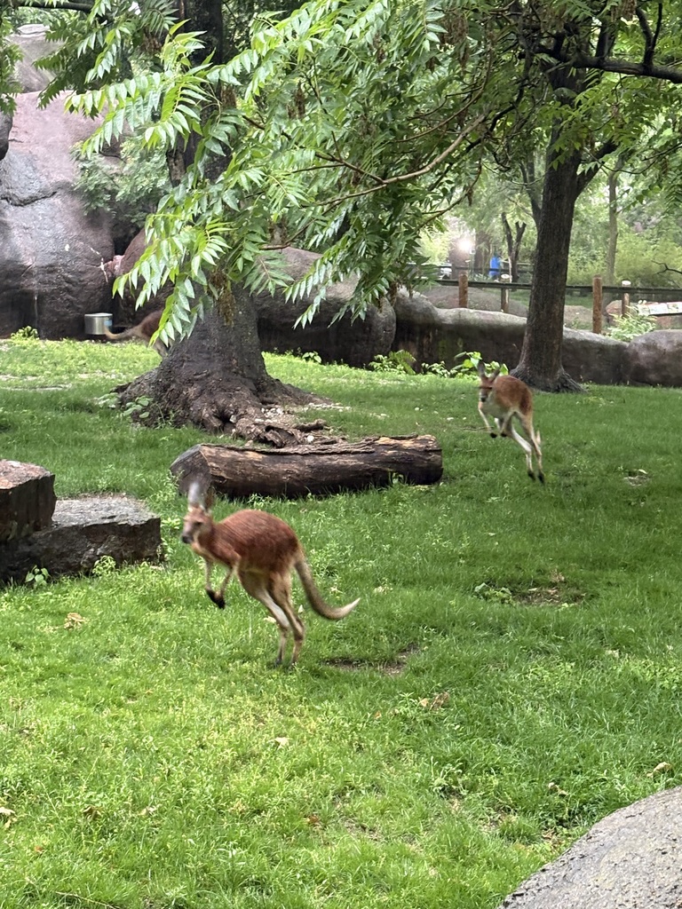 Kangaroos playing at the zoo