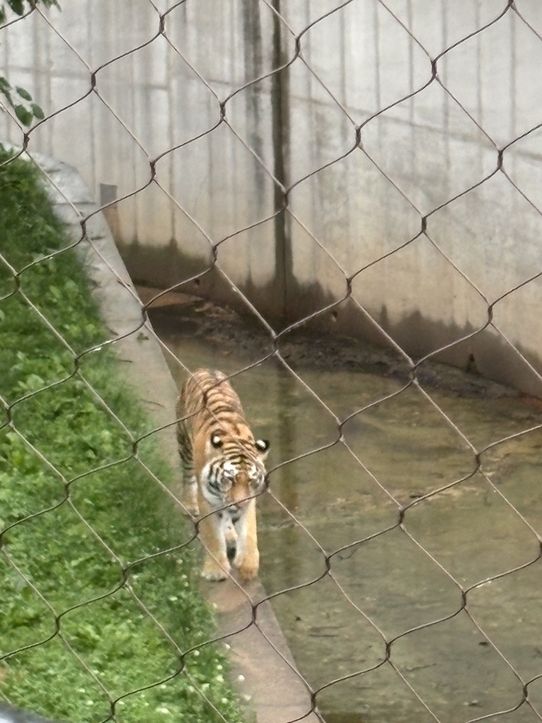 A tiger at the zoo