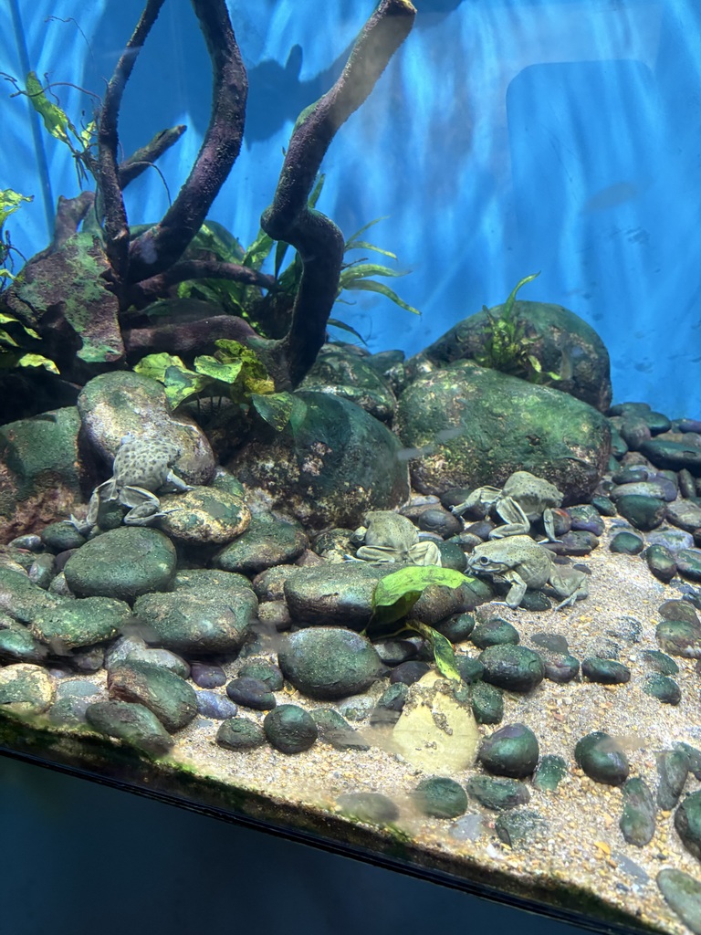 Frogs in a tank at the zoo