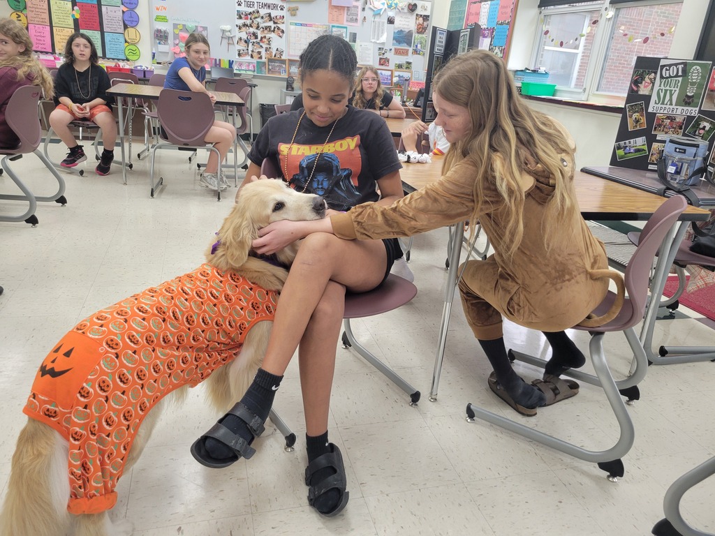 sweet therapy dogs