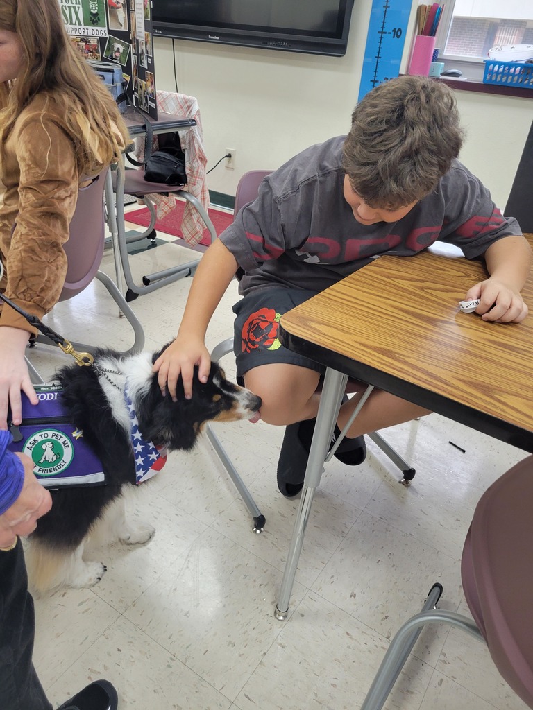 therapy dogs