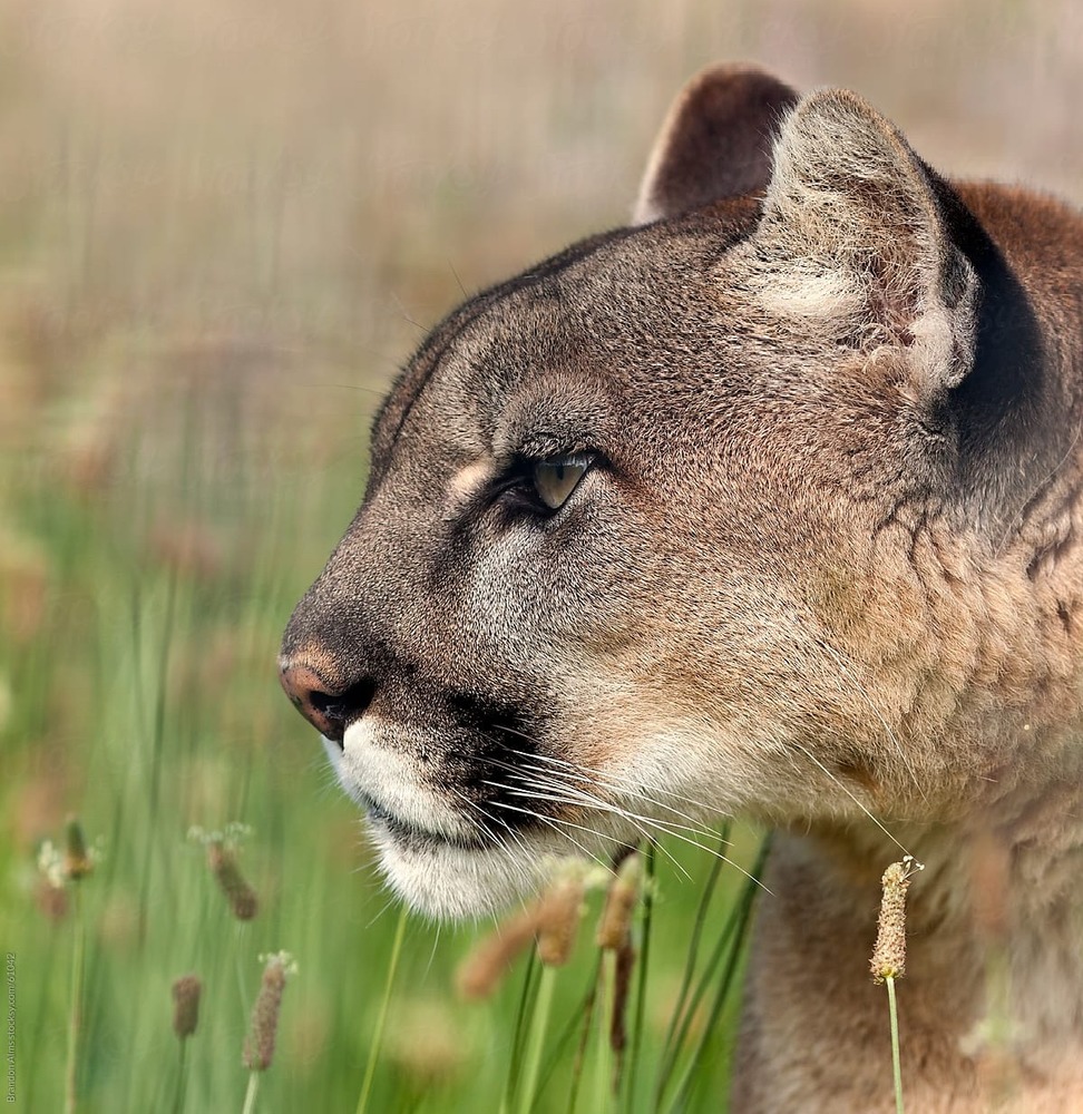 Cougar