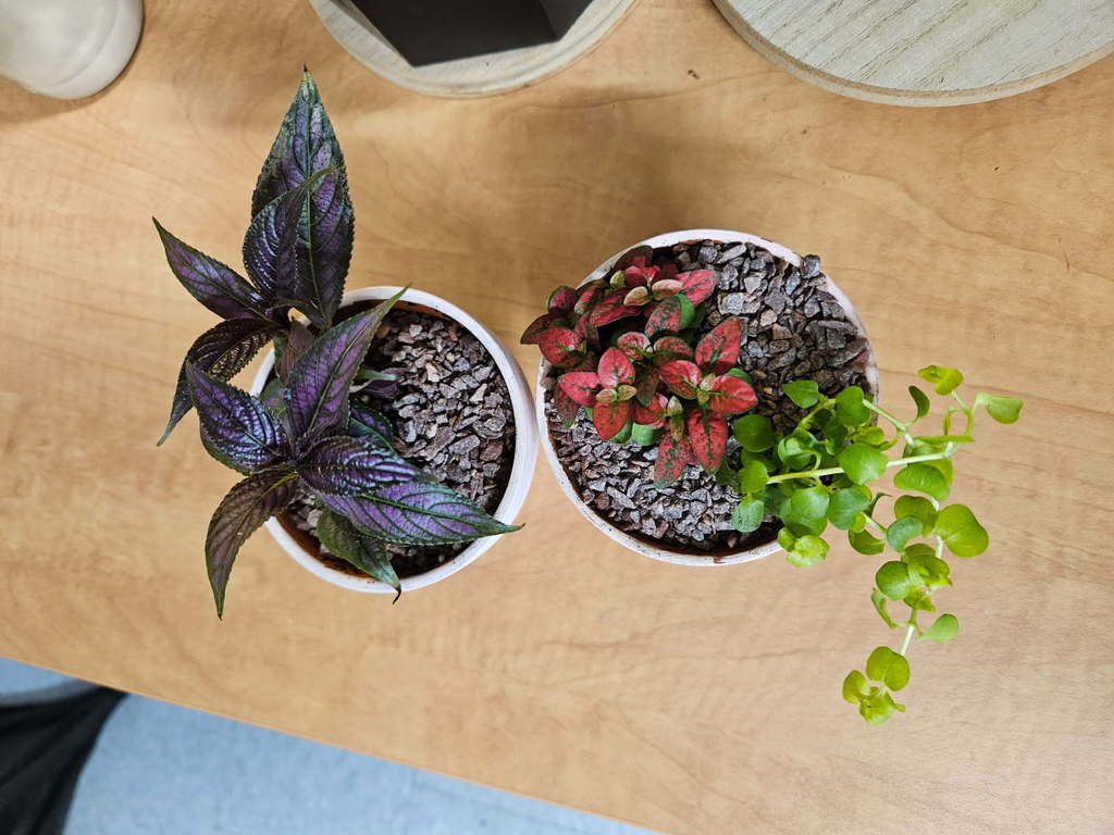 Plants