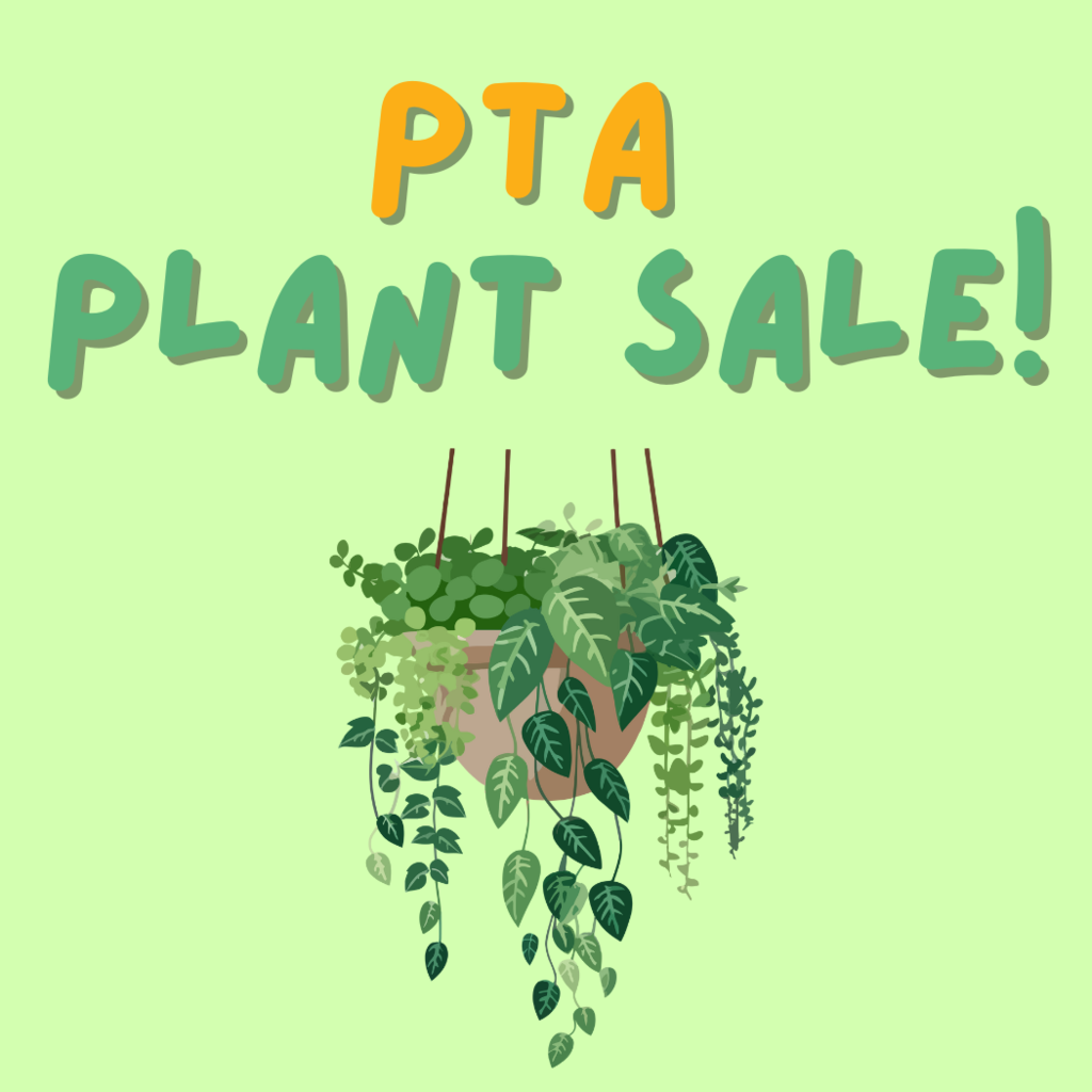 plant hanging basket